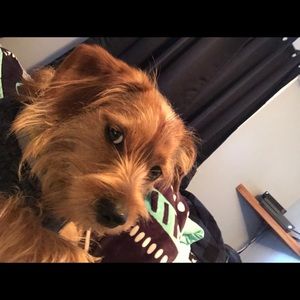 Meet your Posher, Sierra